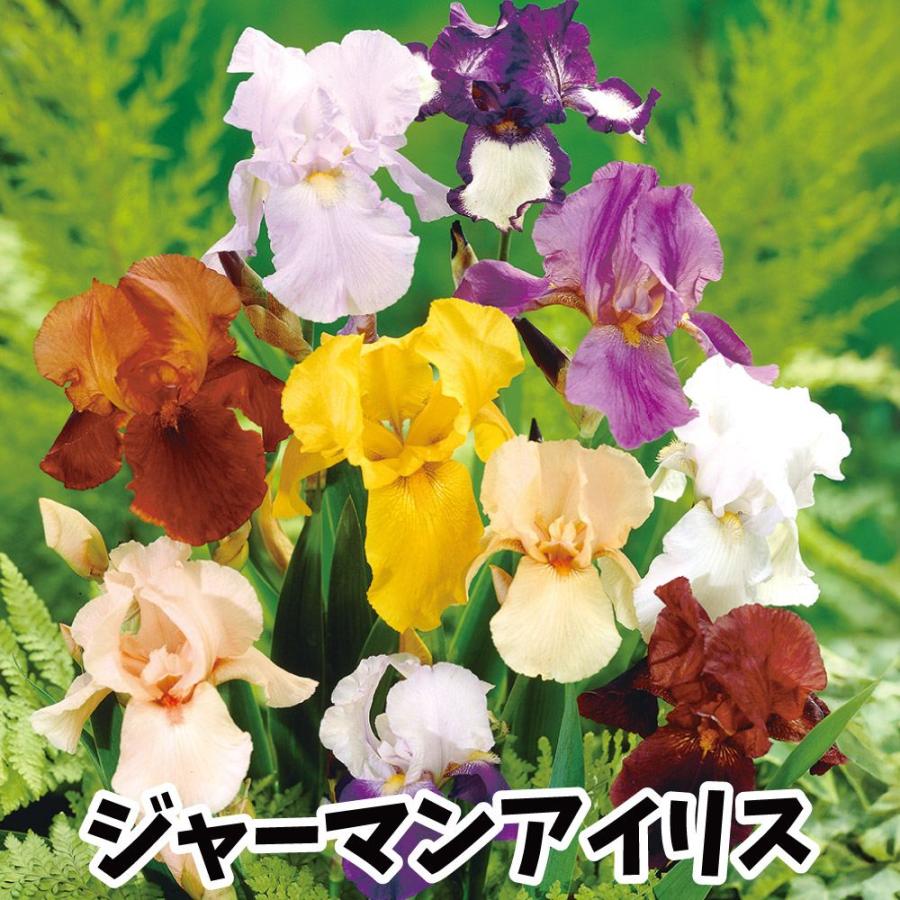 ジャーマンアイリス カラフルジャーマンアイリスセット(無選別) 8株（Yahoo!・花と緑 国華園）