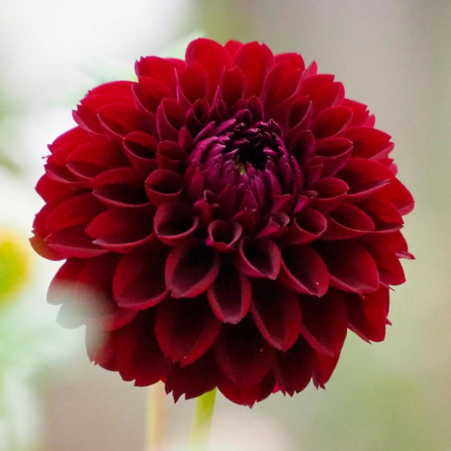 ダリア 球根 ポンポンショコラ 1球 ダリアの球根 ダリアの花 春植え球根（Yahoo!・花と緑 国華園）
