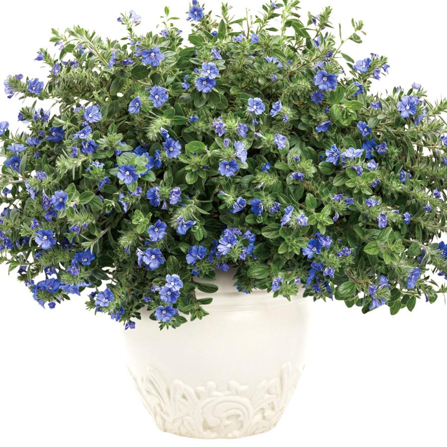 花苗 エボルブルス ブルーラグーン 2株 / PW（Yahoo!・花と緑 国華園）