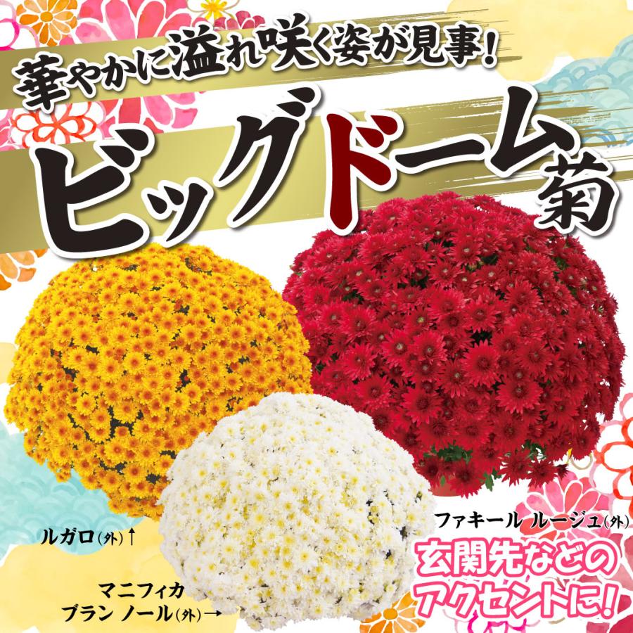 菊苗 ビッグドーム菊Dセット 3種3株 送料無料 : 花と緑 国華園 - 通販