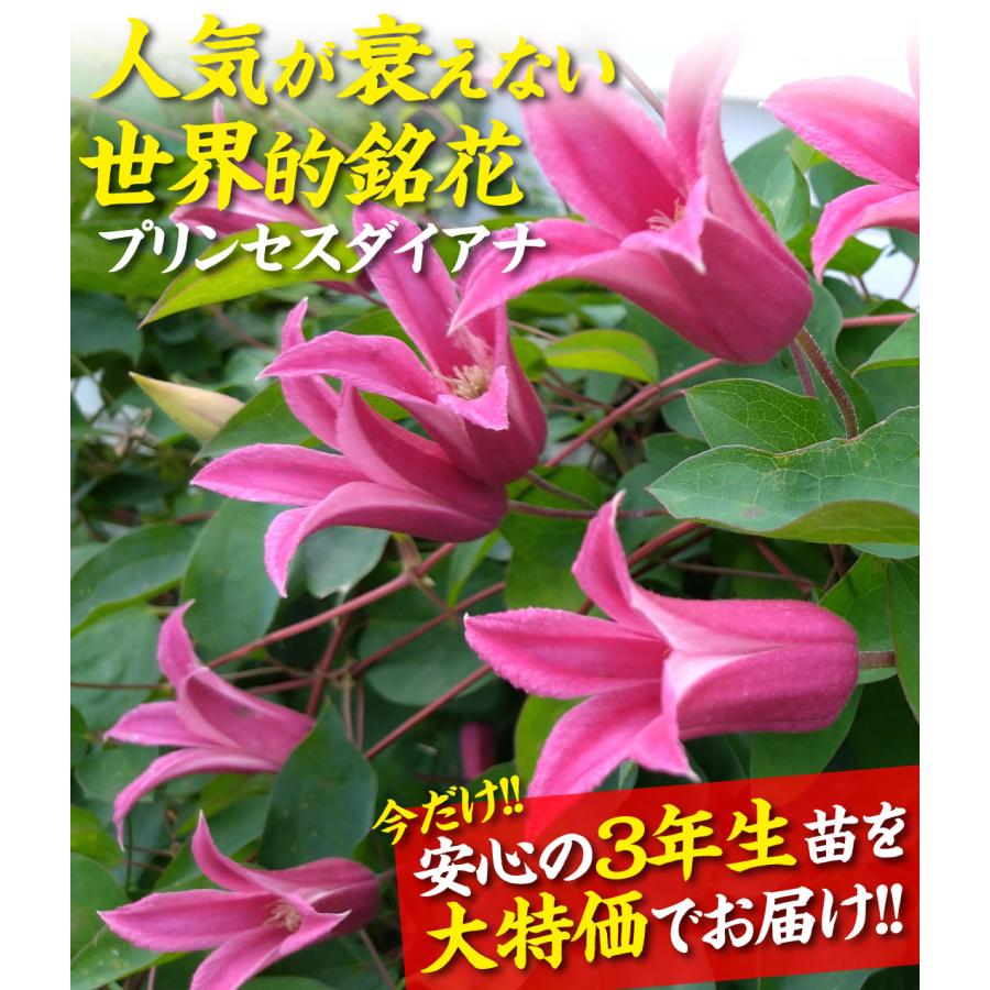 花苗 クレマチス 大株3年生クレマチス プリンセス ダイアナ 1鉢 : 花と