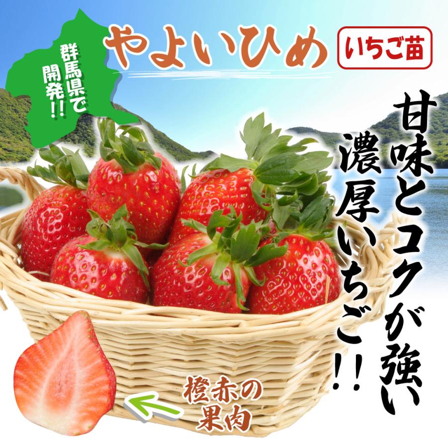 イチゴ苗 やよいひめ3株 : 花と緑 国華園 - 通販 - Yahoo!ショッピング