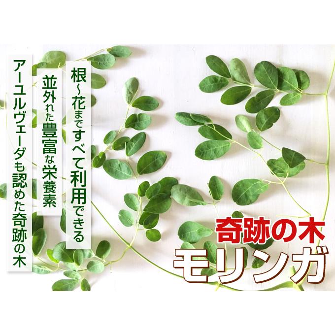 モリンガ　苗　２株　種　5粒 Amazon.co.jp: モリンガの苗 2株セット : DIY・工具・ガーデン