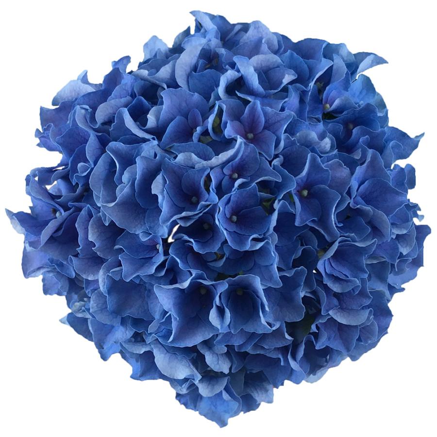アジサイ 苗 マリンシュシュ 品種登録出願中 1株 紫陽花苗 花木苗 国華園（Yahoo!・花と緑 国華園）