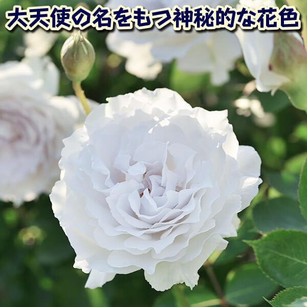 国華園 バラ 苗 シュラブ系 ガブリエルPVP 1株 四季咲き 薔薇苗 花木苗