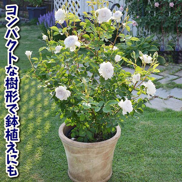 バラ 苗 シュラブ系 ガブリエルPVP 1株 四季咲き 薔薇苗 花木苗 国華園