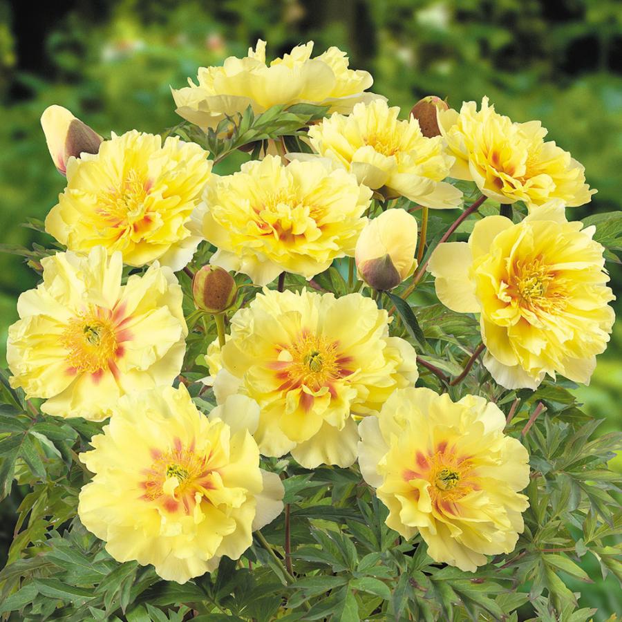 ハイブリッド芍薬 苗 バートゼラ 2〜3芽付ポット苗 1株 ハイブリッドシャクヤク苗 国華園（Yahoo!・花と緑 国華園）
