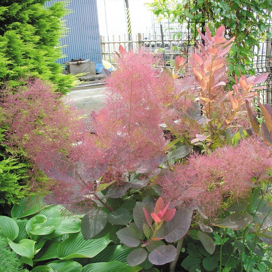 スモークツリー 苗 グレース 1株 花木苗 国華園（Yahoo!・花と緑 国華園）