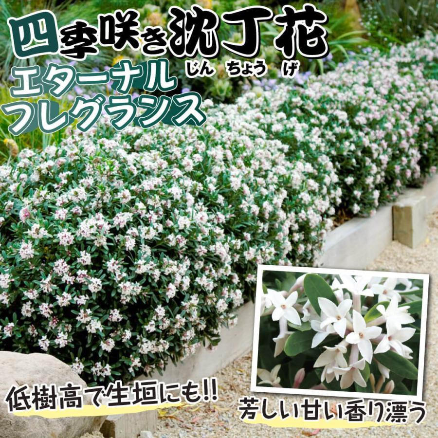 国華園 四季咲き沈丁花 苗 エターナルフレグランス 1株 花木苗 : 花と