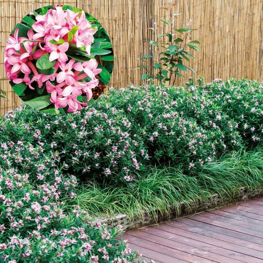 四季咲き沈丁花 苗 ピンクエターナルフレグランス 1株 花木苗 国華園（Yahoo!・花と緑 国華園）