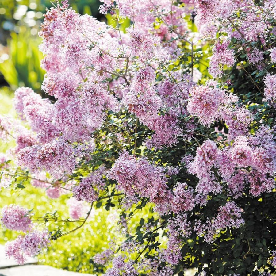姫ライラック 苗 ジョシー 1株 花木苗 国華園（Yahoo!・花と緑 国華園）