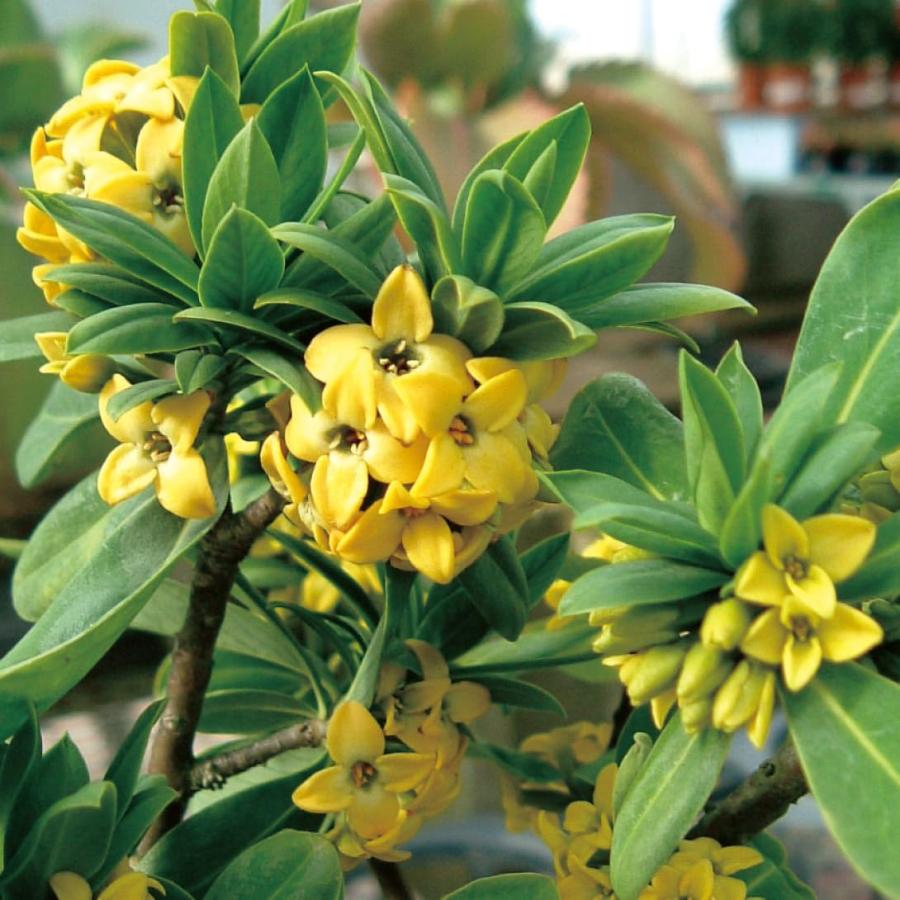 黄花沈丁花(ナツボウズ) 苗 2株 花木苗 国華園（Yahoo!・花と緑 国華園）