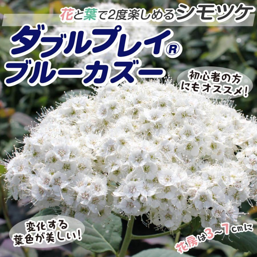 国華園 シモツケ 苗 ダブルプレイR ブルーカズー 1株 花木苗 : 花と緑