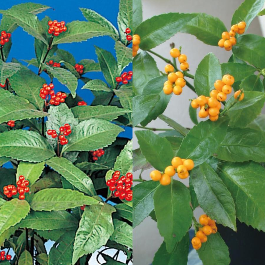 千両セット 苗 2種2株 花木苗 国華園（Yahoo!・花と緑 国華園）