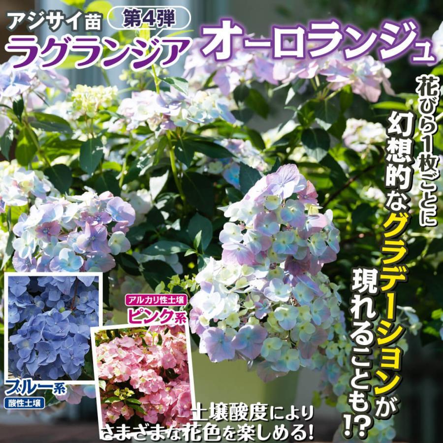 アジサイ 苗 ラグランジア(R) オーロランジュ 品種登録出願予定 1株 PW