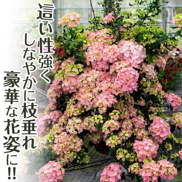 アジサイ 苗 ラグランジア(R) オーロランジュ 品種登録出願予定 1株 PW