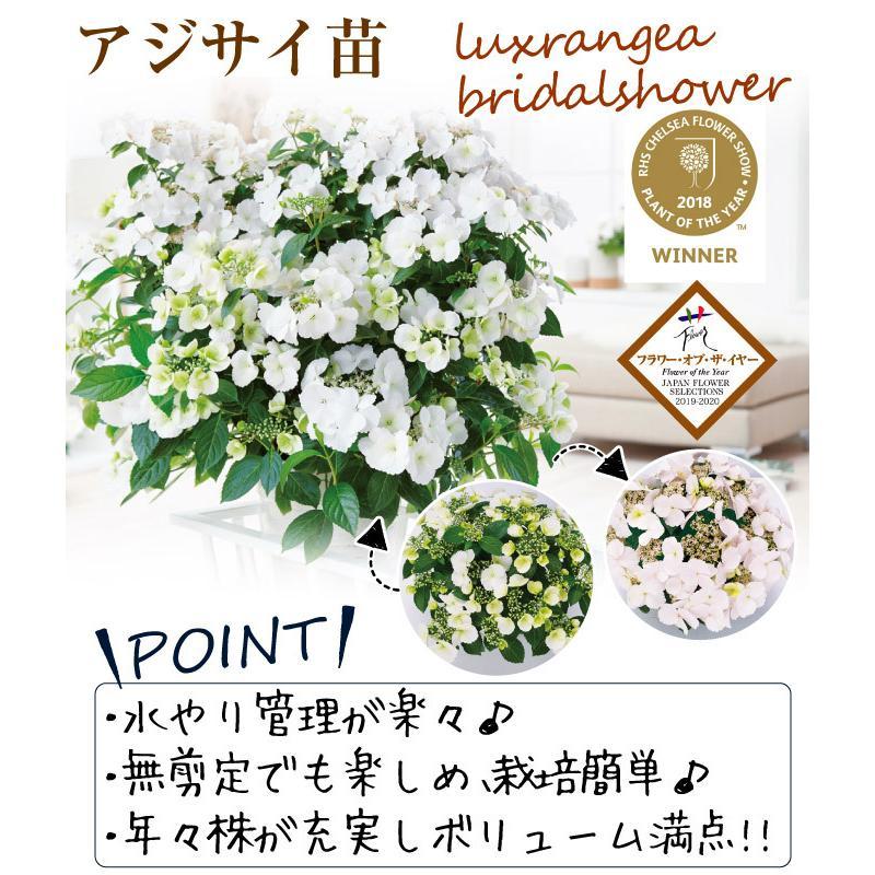 アジサイ 苗 ラグランジアR ブライダルシャワー（品種登録出願中）1株