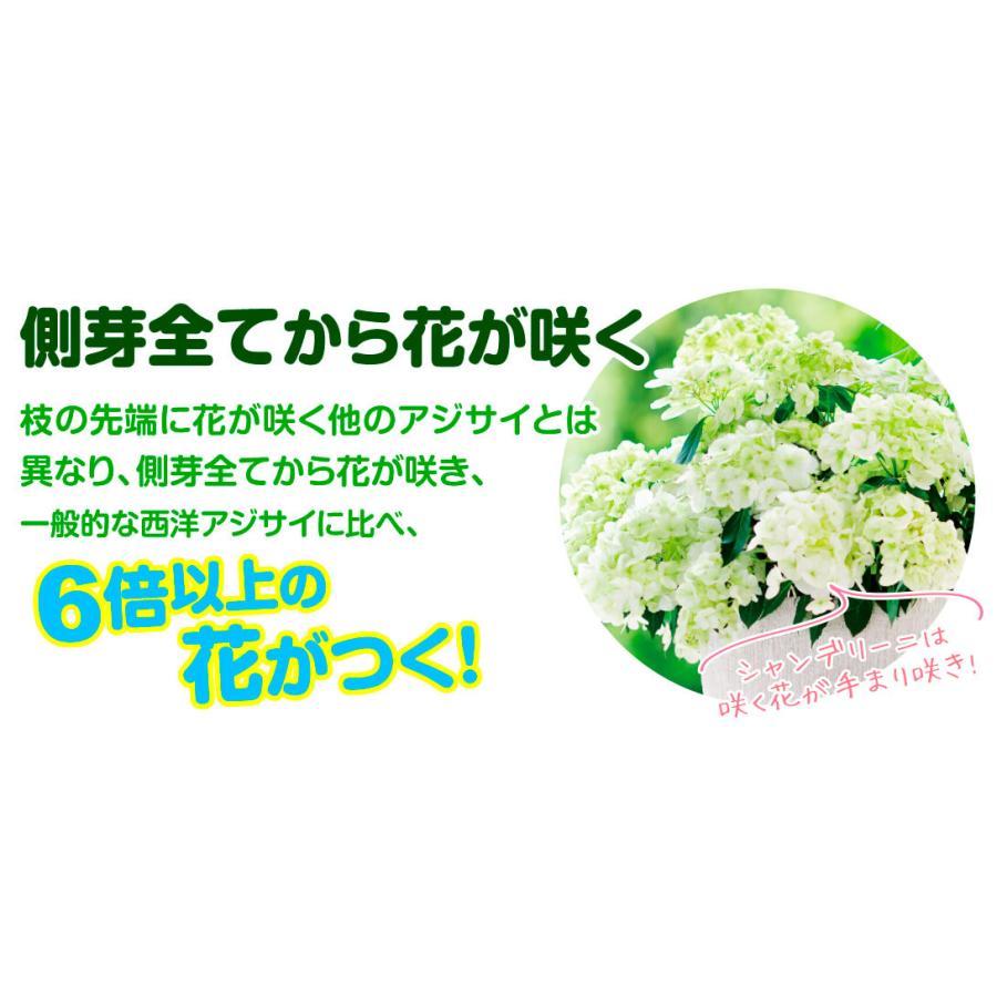 アジサイ 苗 ラグランジア(R) シャンデリーニ 品種登録出願中 1株 PW