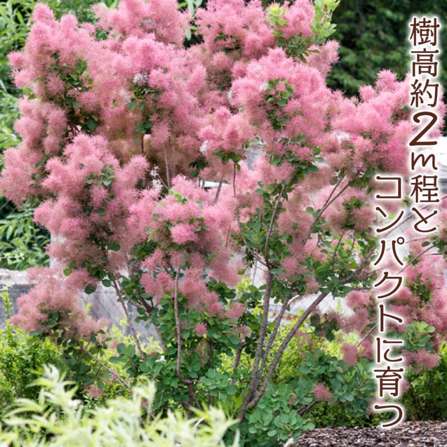かん椿スモークツリー かん椿スモークツリー 【公式通販】