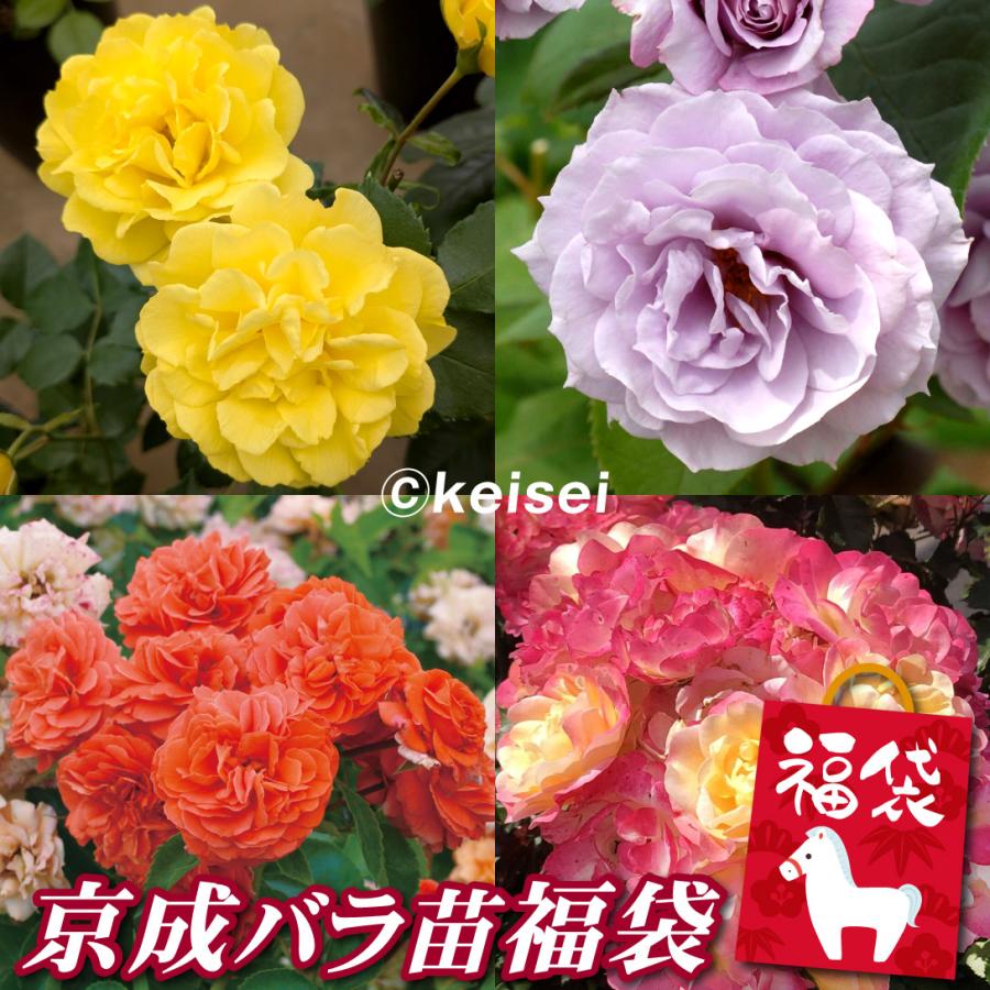 1株限定！接木株 二年生株廃盤のバラ苗 【公式通販】