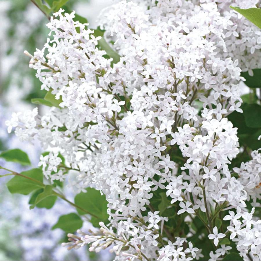 姫ライラック 苗 フラワーフェスティバル ホワイト 1株 花木苗 国華園（Yahoo!・花と緑 国華園）