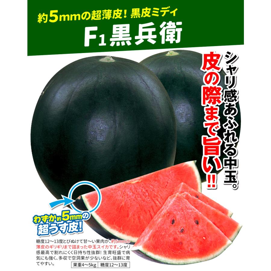 接木野菜苗 中玉スイカ 接木F1黒兵衛 20株 西瓜 やさいなえ なえ 国