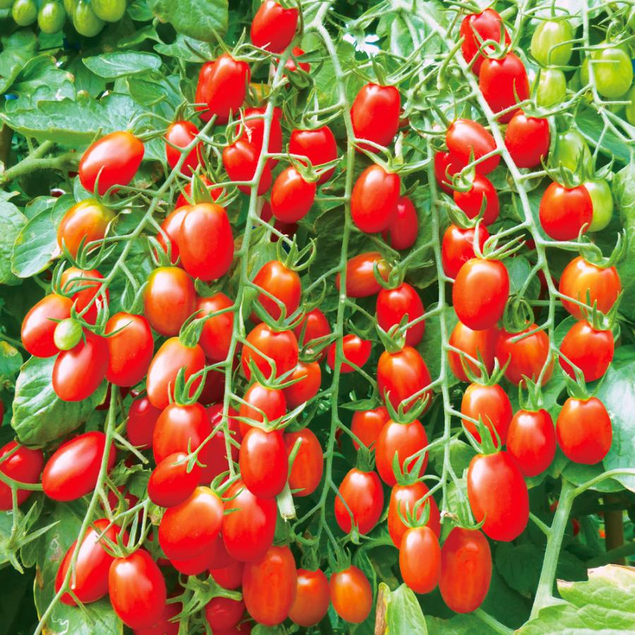 トマトクリスタル 実生野菜苗 トマト F1たわわクリスタル 2株 : 花と緑 国華園 - 通販