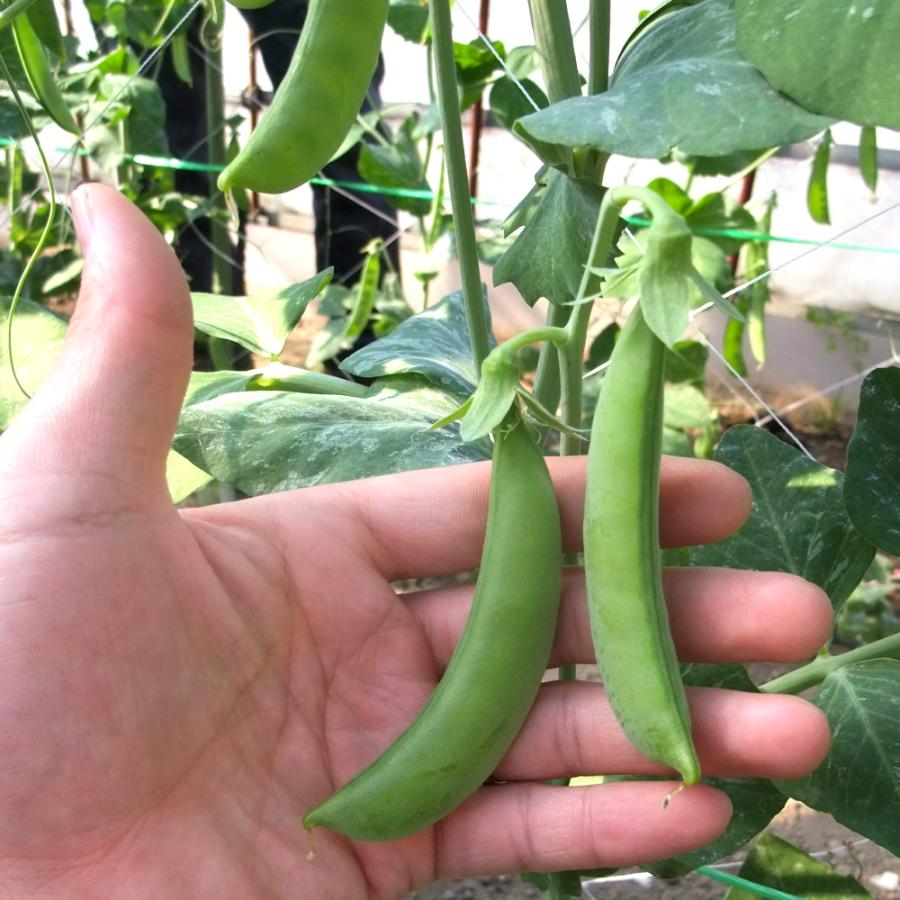 実生野菜苗 スナップエンドウ サラダスナップ豌豆 2株 えんどう 豆