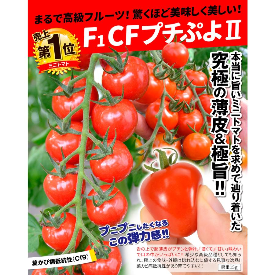 種 野菜たね ミニトマト F1 CFプチぷよII 2袋（1袋9粒入） やさいの種