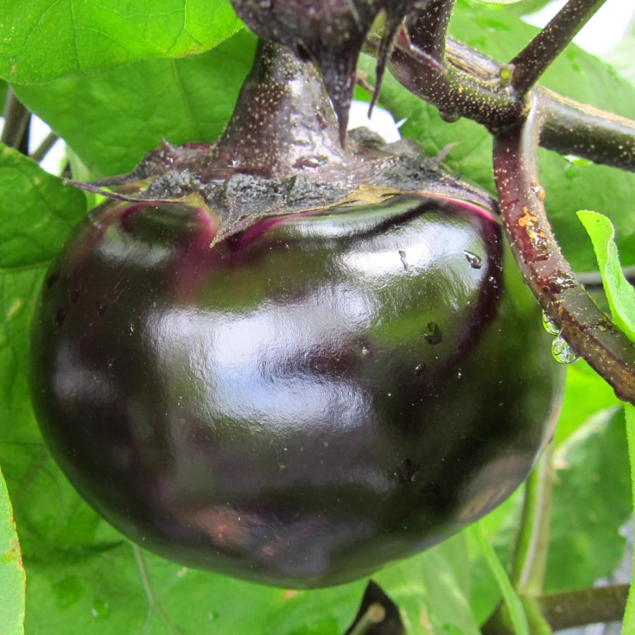 種 野菜たね ナス F1ぽっちゃり 1袋（1ml） やさいの種 国華園 : 花と