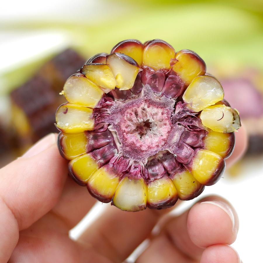 かねなな　大和ルージュ5キロ 種 野菜たね トウモロコシ F1大和ルージュR 1袋（10ml） コーン やまと
