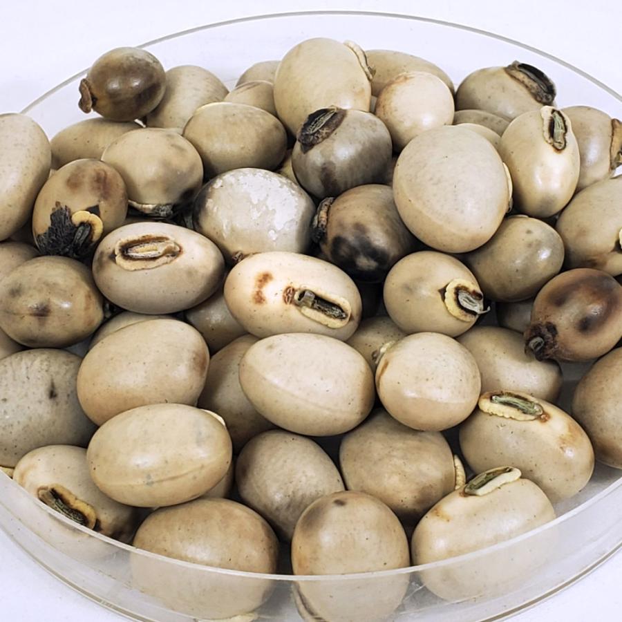 種 野菜たね マメ ムクナ豆 1袋（10粒） 八升豆 やさいの種 国華園