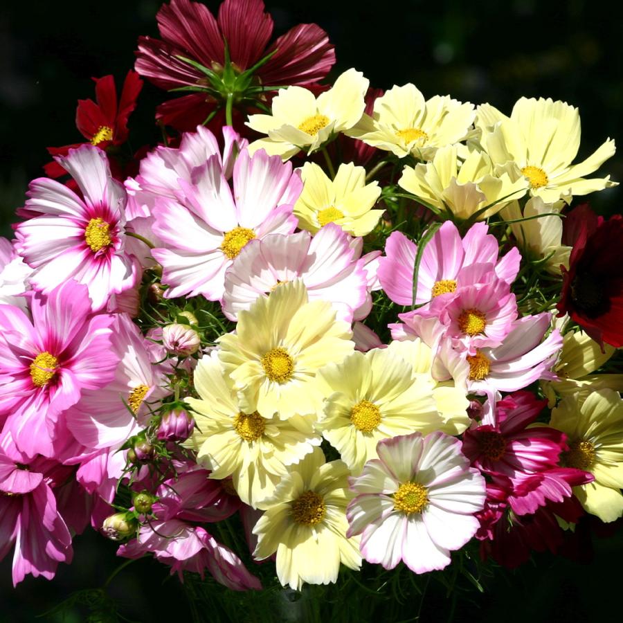 種 花たね コスモス ヴァンミックス 1袋(20粒) : 花と緑 国華園 - 通販