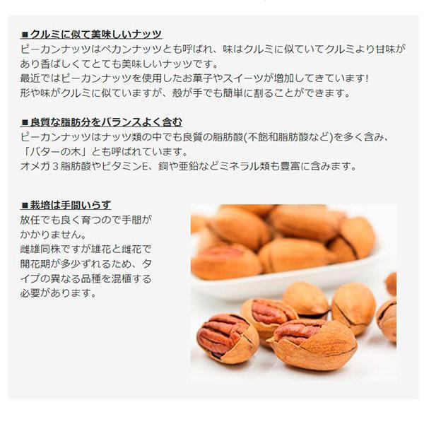 果樹苗 ピーカン 大粒ピーカンセット 2種2株 : 花と緑 国華園 - 通販