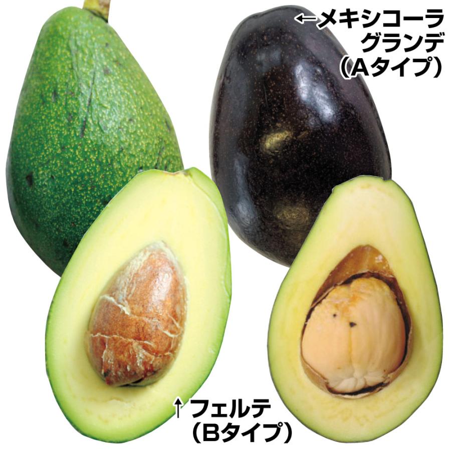アボカド 寒さに強いアボカドBセット 2種2株 メキシコーラグランデ