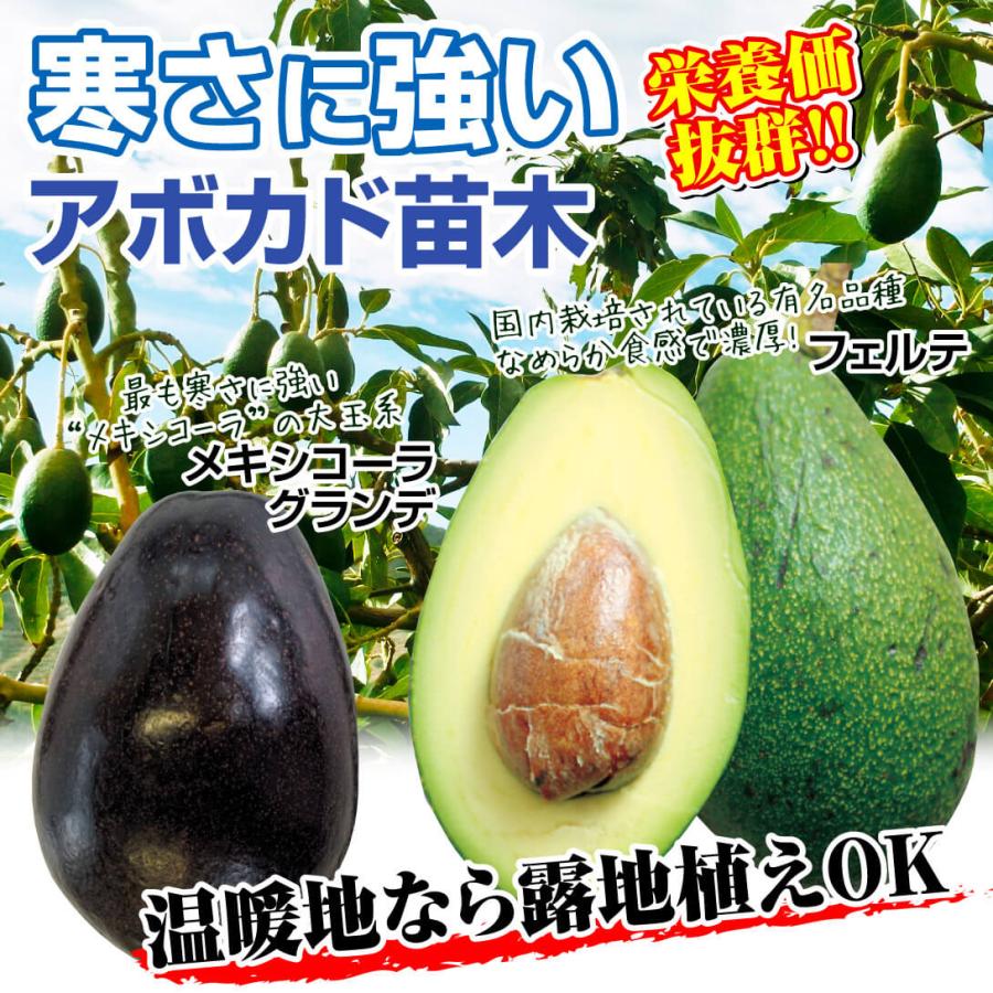 国華園 アボカド 寒さに強いアボカドBセット 2種2株 メキシコーラ