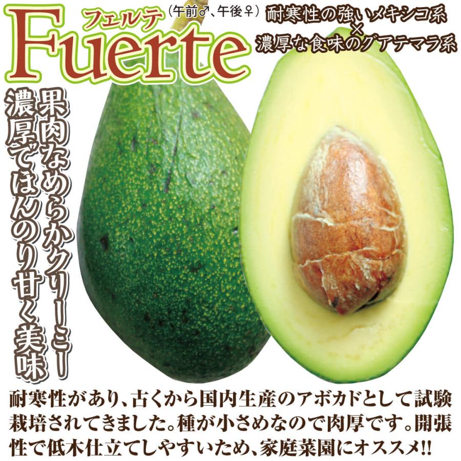 アボカド 寒さに強いアボカドBセット 2種2株 メキシコーラグランデ