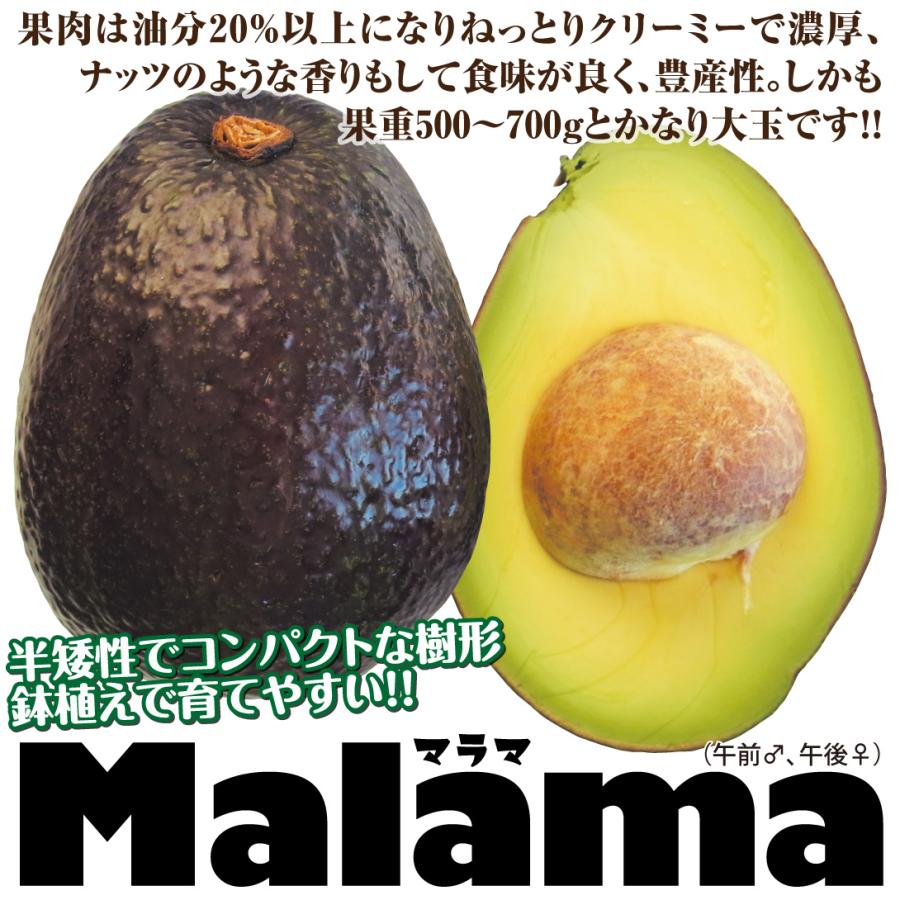 国華園 アボカド 半矮性アボカドセット 2種2株 リード マラマ 果樹苗