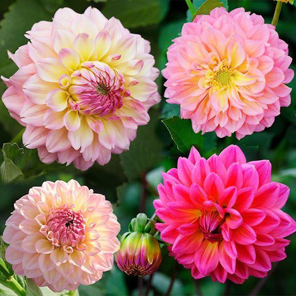 春植え球根 ダリア フェスター (中輪) 2球（Yahoo!・花と緑 国華園）