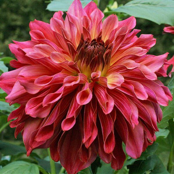 春植え球根 ダリア クラシックレッド (中大輪) 1球（Yahoo!・花と緑 国華園）