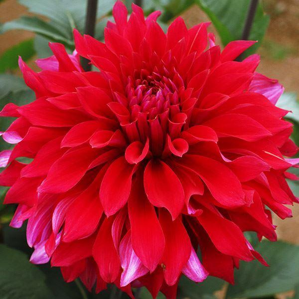 春植え球根 ダリア 紫月 (中大輪) 1球（Yahoo!・花と緑 国華園）