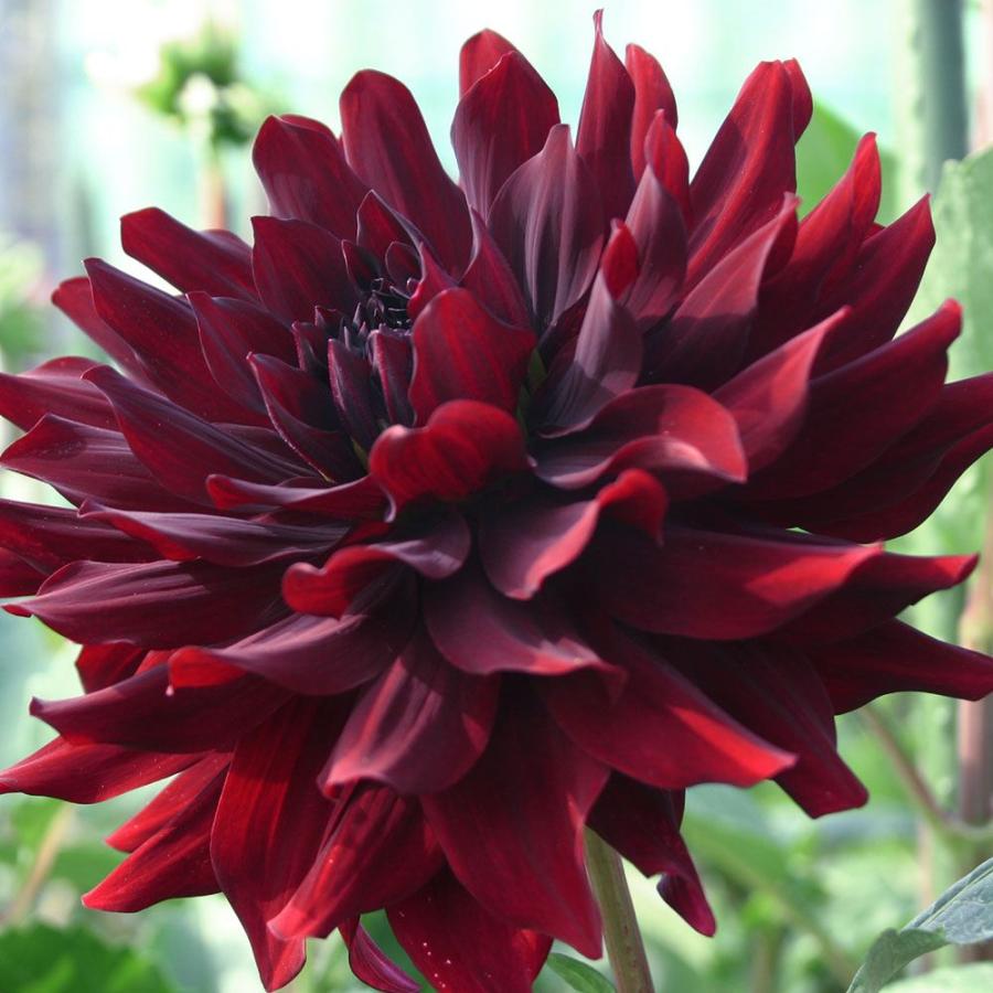 春植え球根 ダリア 黒蝶 (中大輪) １球（Yahoo!・花と緑 国華園）