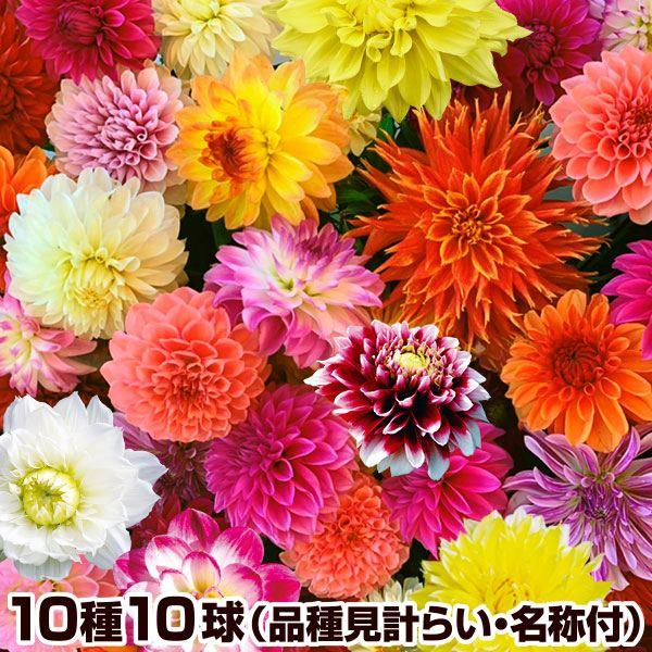 ダリア 球根 コレクションセット (品種見計らい・名称付き) 10種10球 ダリアの球根 ダリアの花 春植え球根 送料込み（Yahoo!・花と緑 国華園）