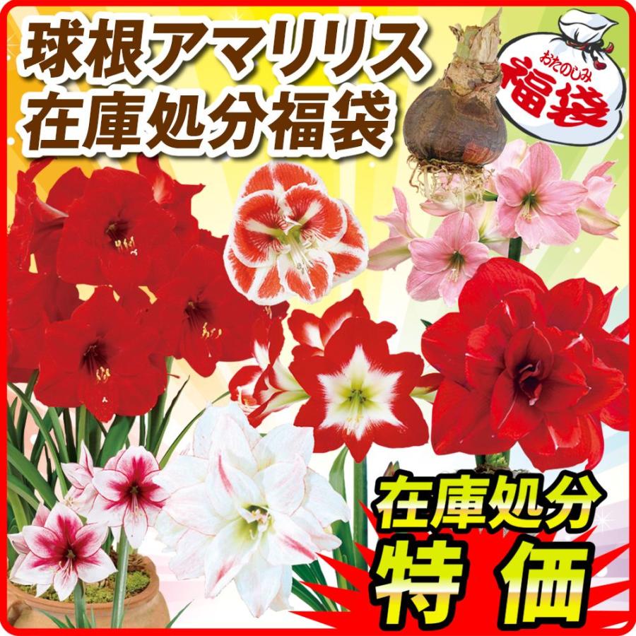 球根アマリリス在庫処分福袋 (品種見計らい・名称付) 送料無料 12球 在庫処分（Yahoo!・花と緑 国華園）