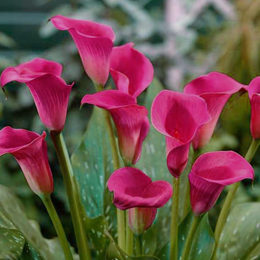 国華園 春植え球根 畑地性カラー 紫花 2球（Yahoo!・花と緑 国華園）