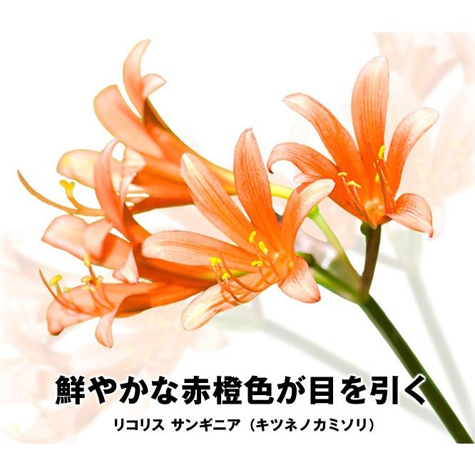 国華園 リコリス 球根 サンギニア (キツネノカミソリ) 12球 彼岸花