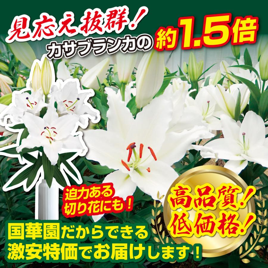 国華園 ユリ 球根 花ユリ オリエンタルリリー 特大球 キング