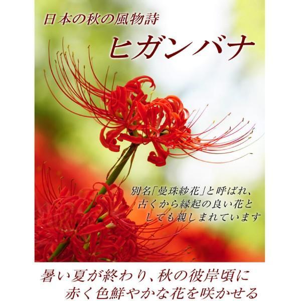 国華園 在庫処分 30%OFFセール リコリス 球根 ラジアータ (ヒガンバナ