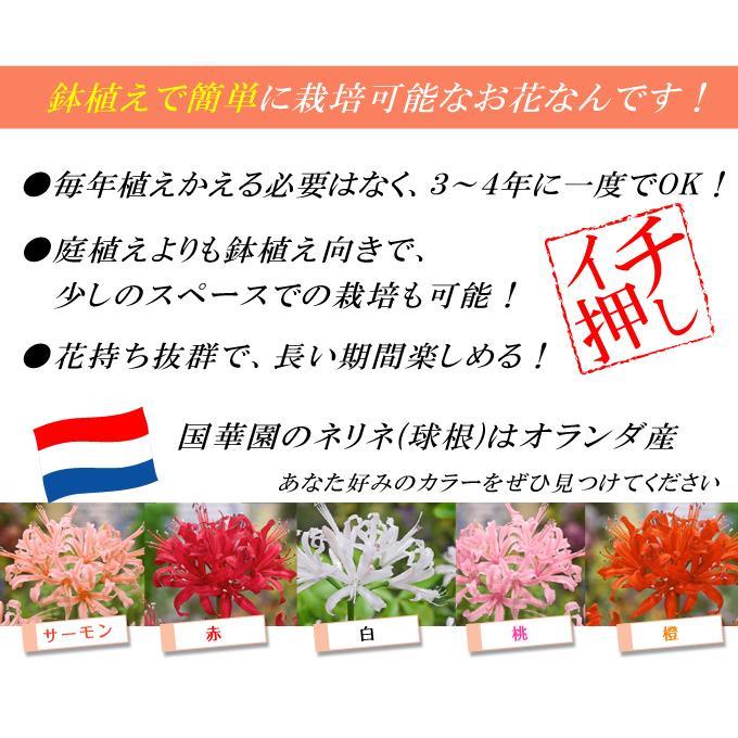 国華園 在庫処分 30％OFFセール ダイヤモンドリリー 球根 ミックス (無