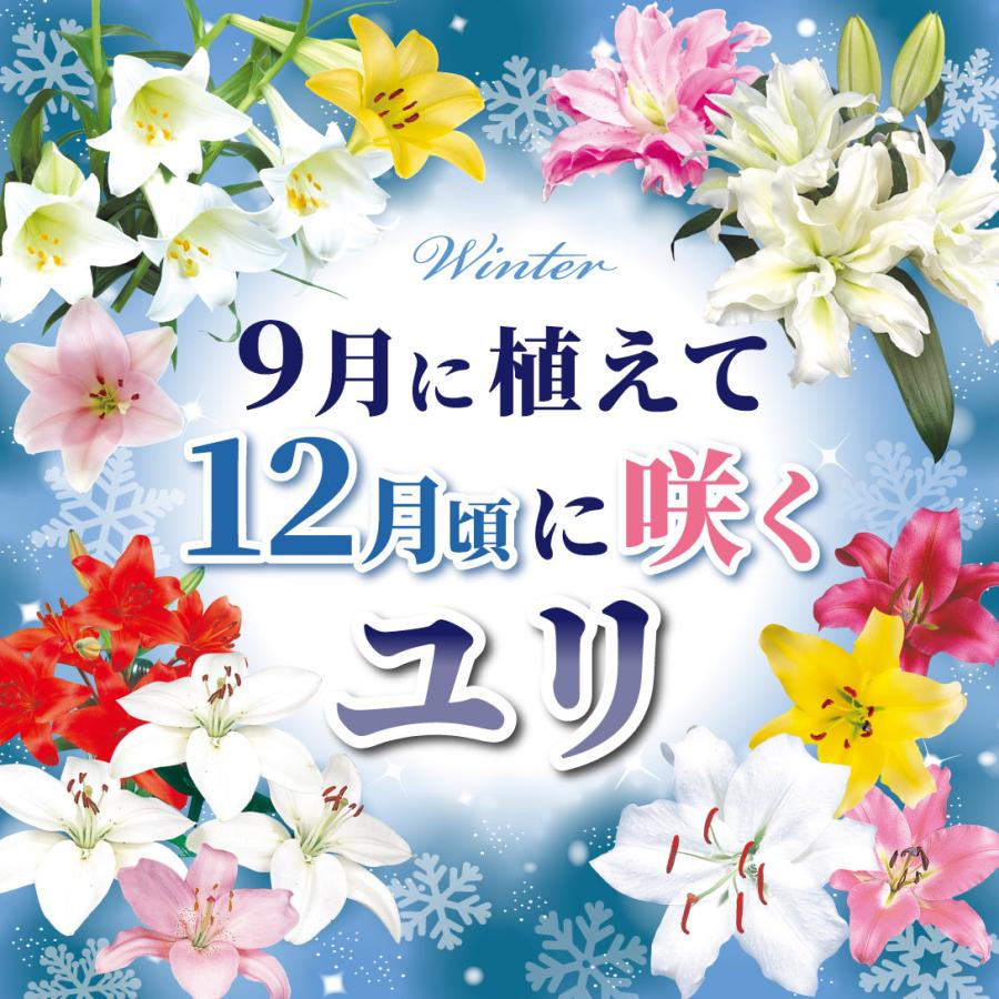 国華園 12月咲 ユリ 球根 カサブランカセット 4種12球(各3球) 百合球根
